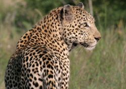 Suedafrika, Leopard ganz